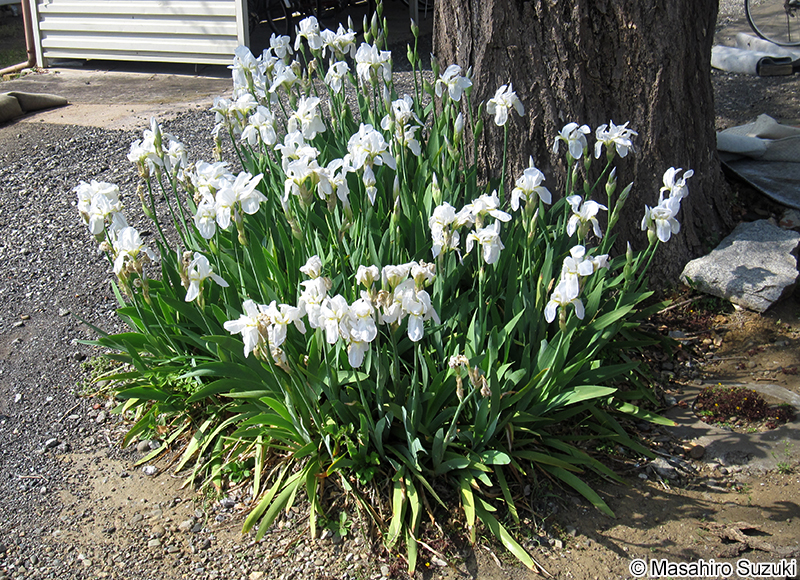ニオイイリス Iris germanica 'Florentina'