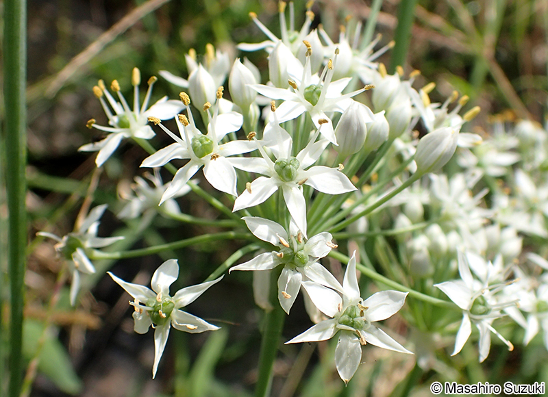 ニラ Allium tuberosum