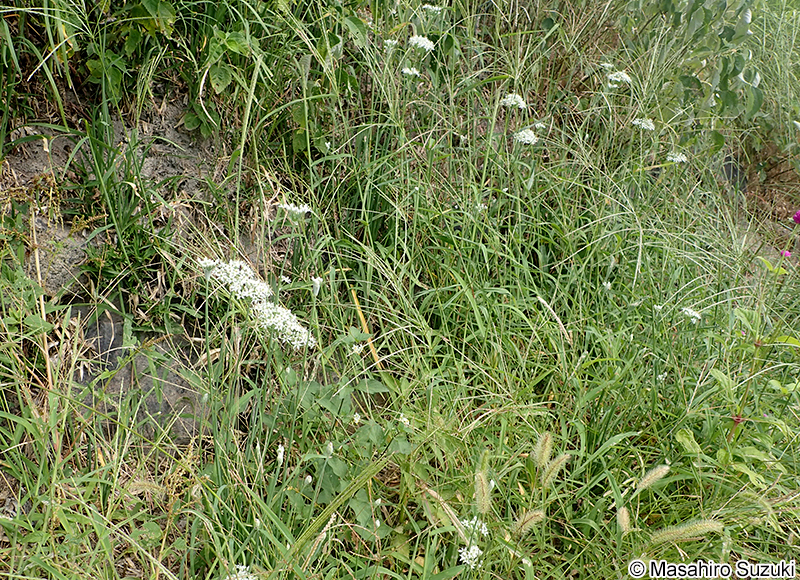 ニラ Allium tuberosum