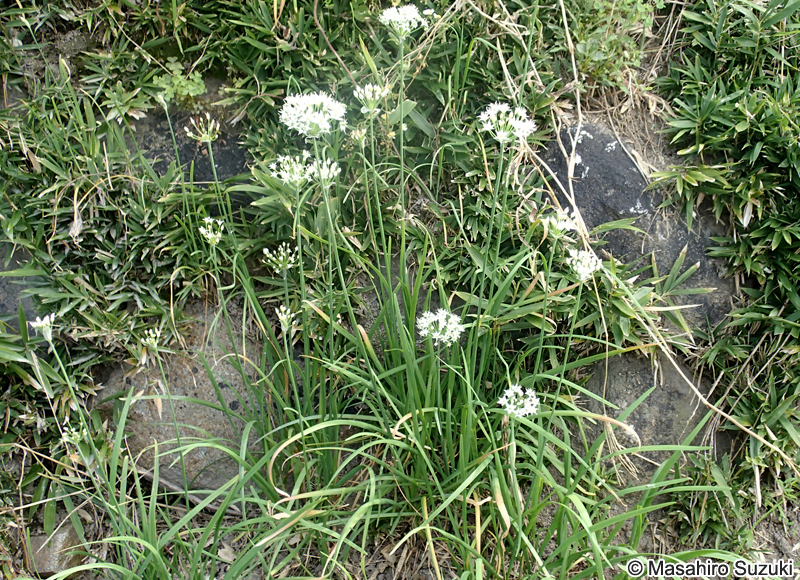 ニラ Allium tuberosum