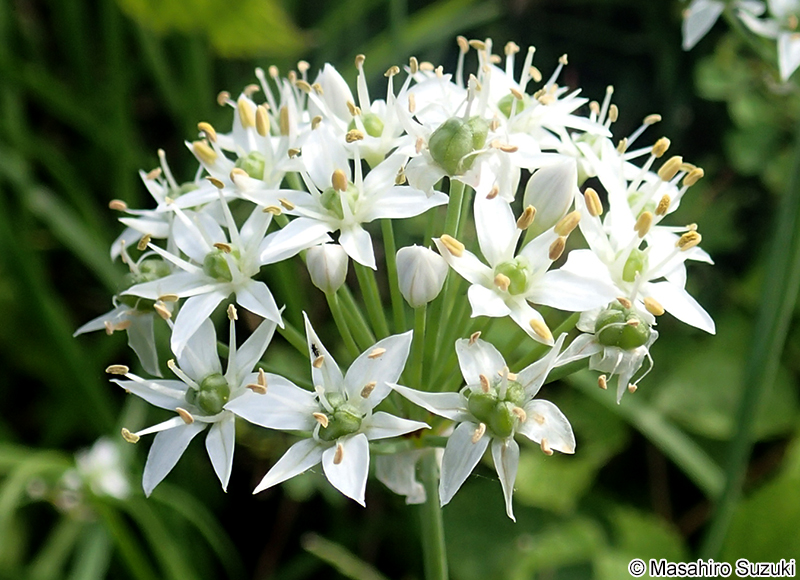 ニラ Allium tuberosum