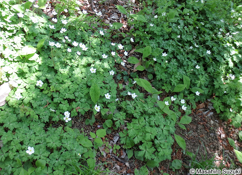 ニリンソウ Anemone flaccida