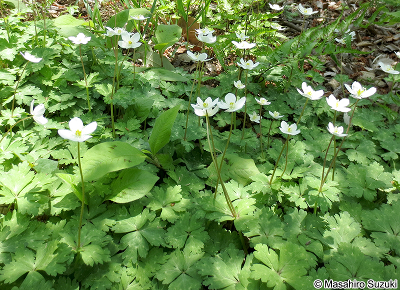 ニリンソウ Anemone flaccida