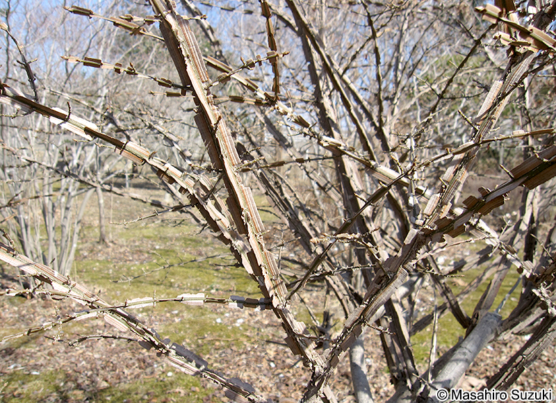 ニシキギ Euonymus alatus