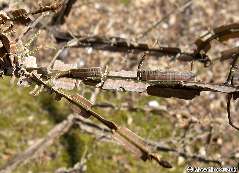 ニシキギ Euonymus alatus
