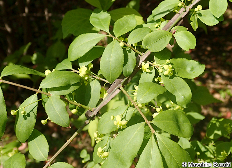 ニシキギ Euonymus alatus