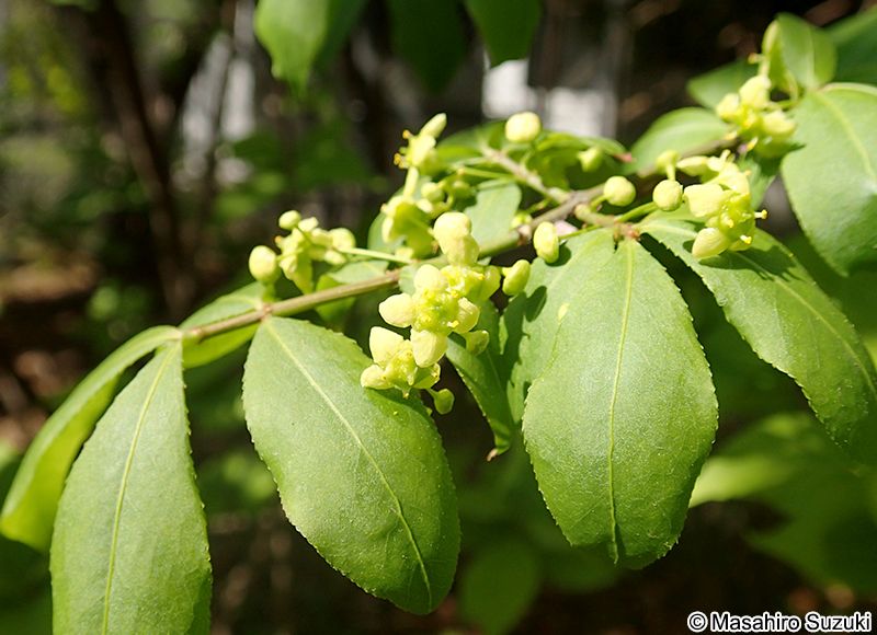 ニシキギ Euonymus alatus