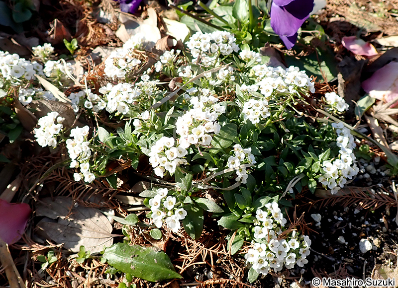ニワナズナ Lobularia maritima