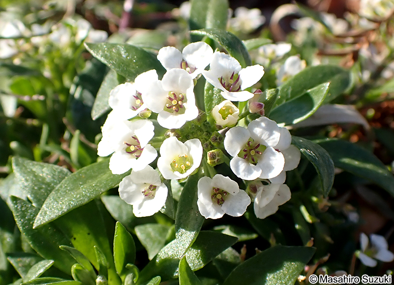 ニワナズナ Lobularia maritima