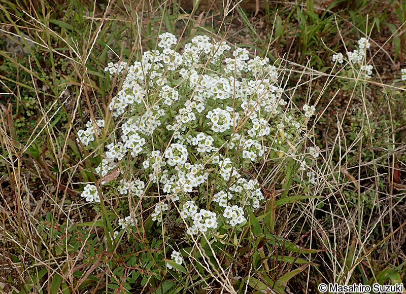 ニワナズナ Lobularia maritima