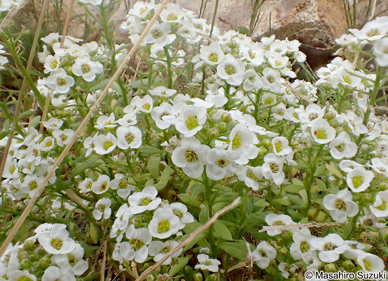 ニワナズナ Lobularia maritima