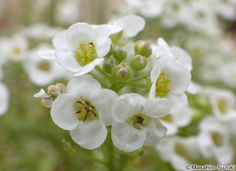 ニワナズナ Lobularia maritima