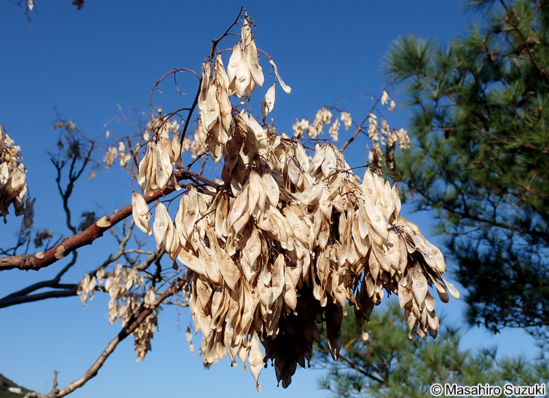 ニワウルシ Ailanthus altissima
