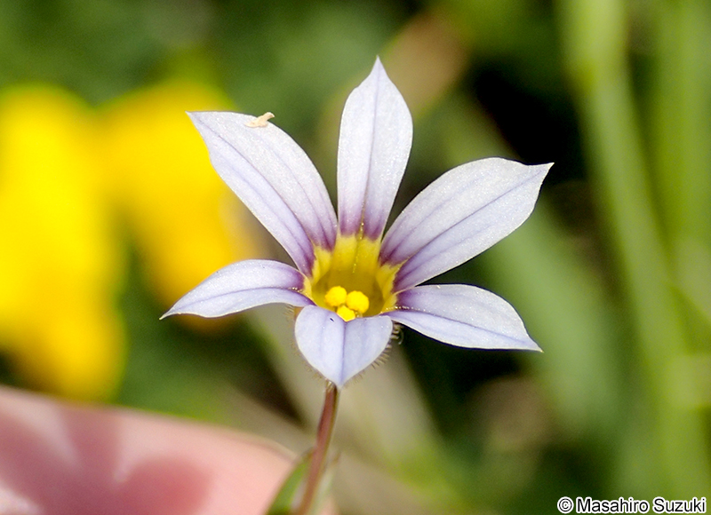 ニワゼキショウ Sisyrinchium rosulatum