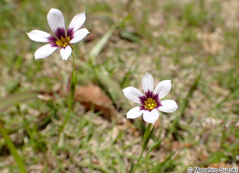 ニワゼキショウ Sisyrinchium rosulatum