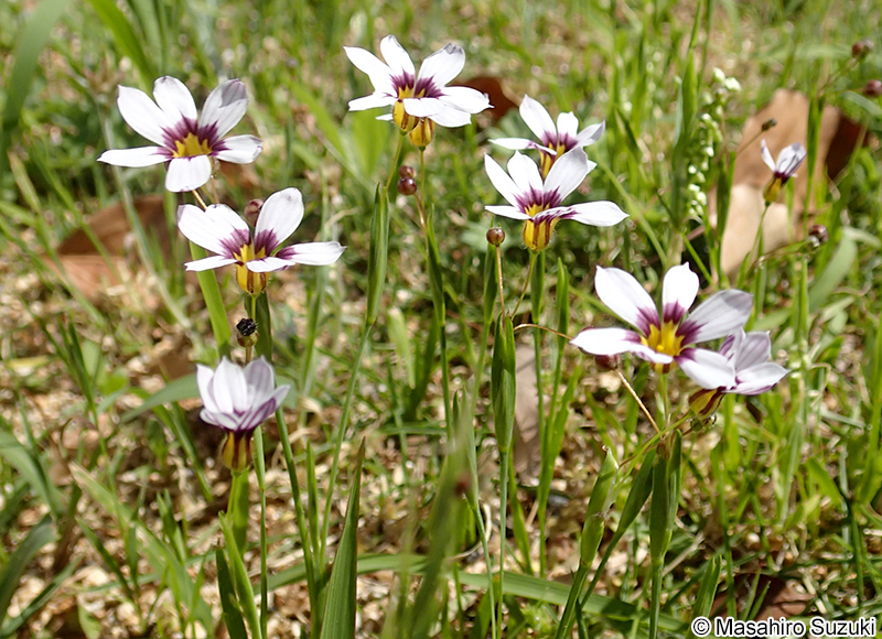 ニワゼキショウ Sisyrinchium rosulatum