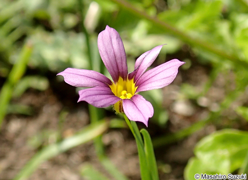 ニワゼキショウ Sisyrinchium rosulatum