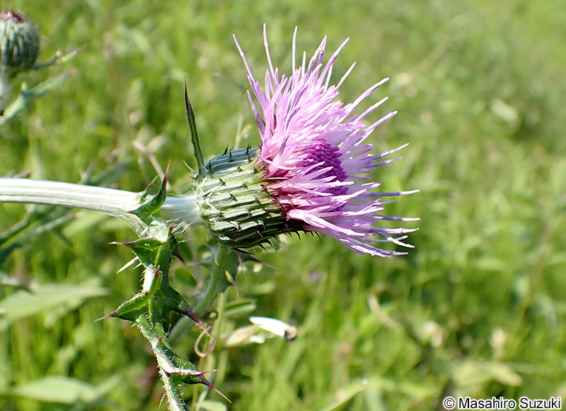 ノアザミ Cirsium japonicum