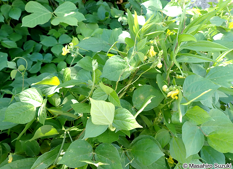 ノアズキ Dunbaria villosa