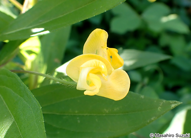 ノアズキ Dunbaria villosa