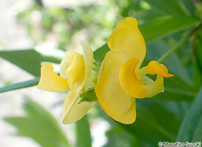 ノアズキ Dunbaria villosa