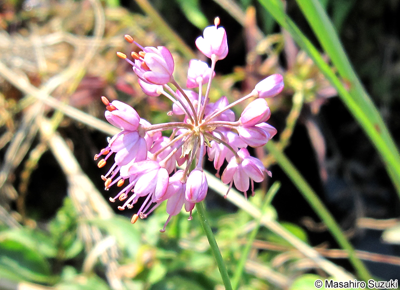 ノビル Allium macrostemon
