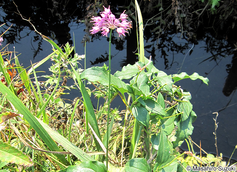 ノビル Allium macrostemon