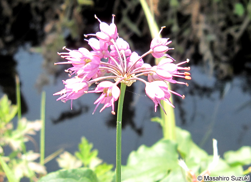 ノビル Allium macrostemon