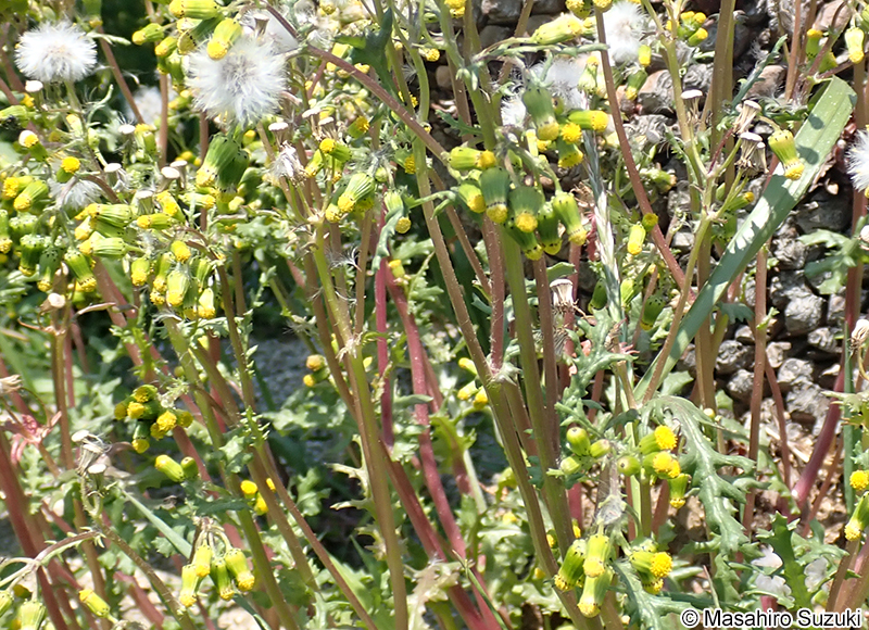 ノボロギク Senecio vulgaris