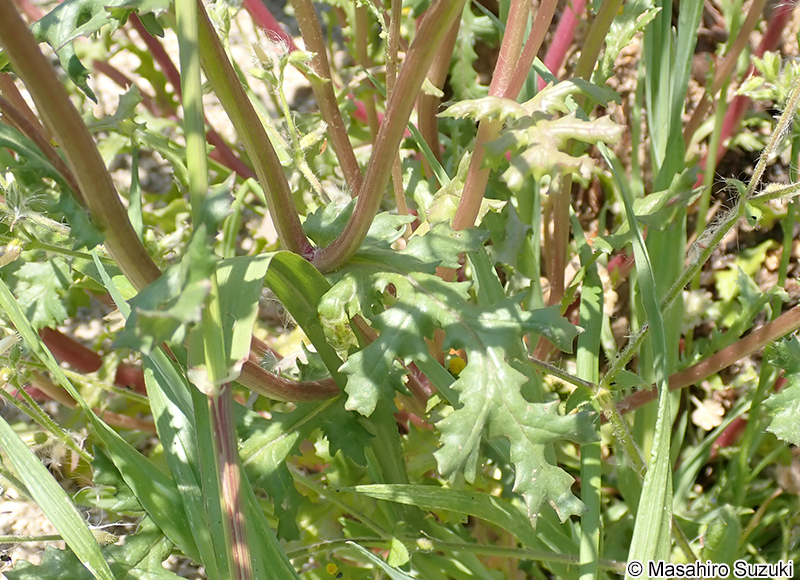 ノボロギク Senecio vulgaris