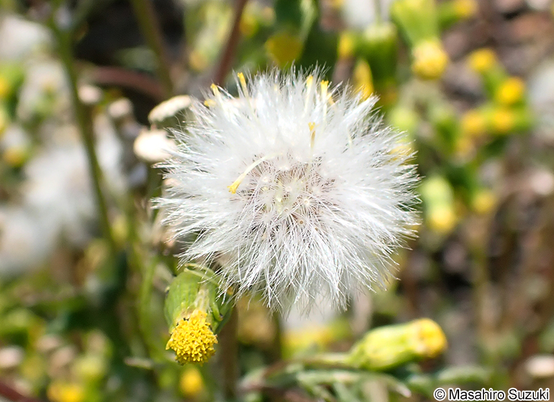 ノボロギク Senecio vulgaris