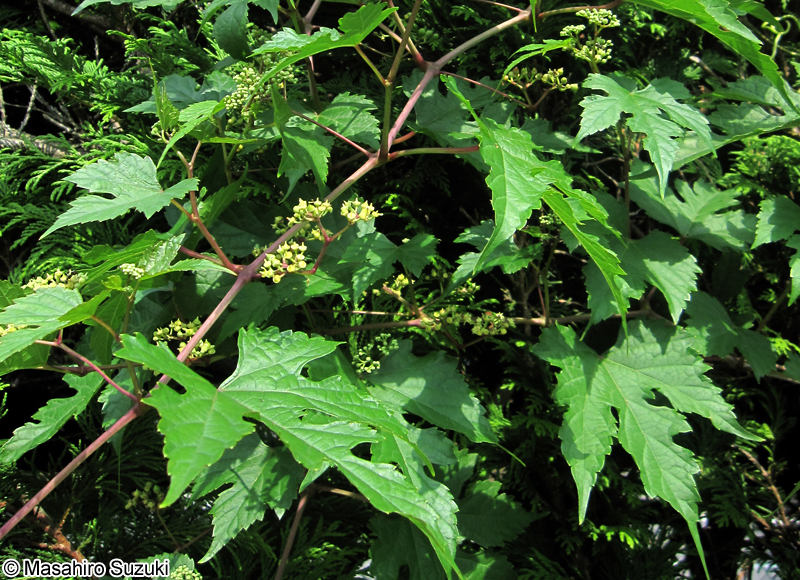 ノブドウ Ampelopsis glandulosa var. heterophylla