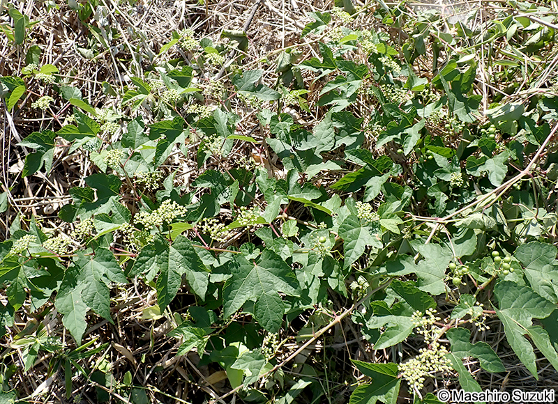 ノブドウ Ampelopsis glandulosa var. heterophylla