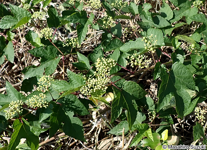 ノブドウ Ampelopsis glandulosa var. heterophylla