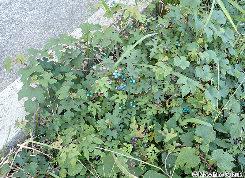 ノブドウ Ampelopsis glandulosa var. heterophylla