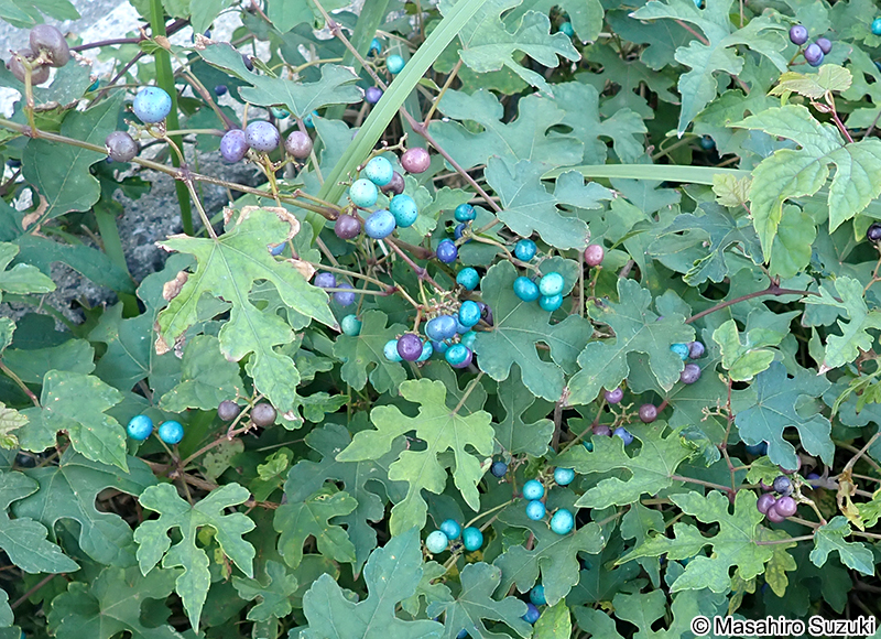 ノブドウ Ampelopsis glandulosa var. heterophylla