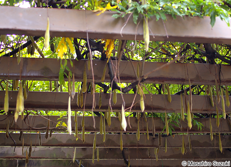 ノダフジ Wisteria floribunda