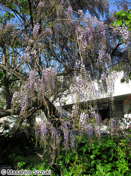 ノダフジ Wisteria floribunda