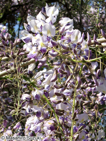 ノダフジ Wisteria floribunda