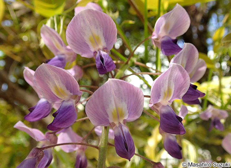 ノダフジ Wisteria floribunda