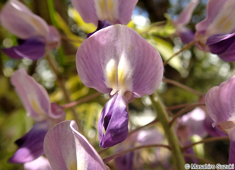 ノダフジ Wisteria floribunda