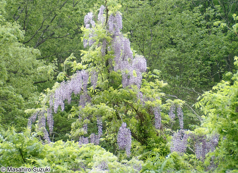 ノダフジ Wisteria floribunda