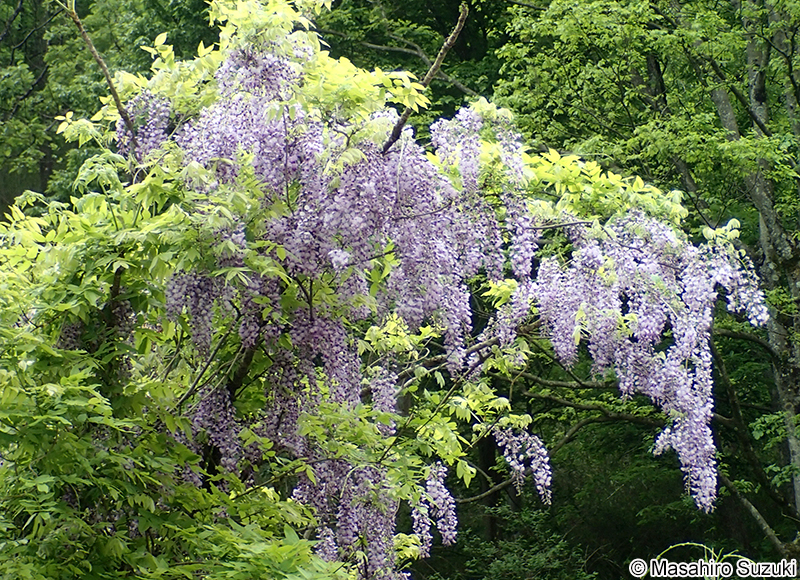 ノダフジ Wisteria floribunda