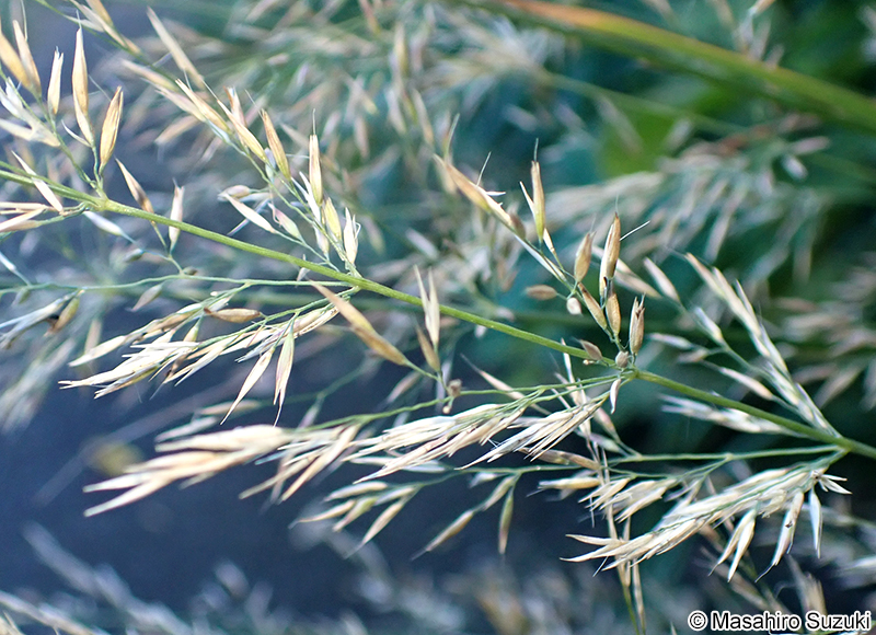 ノガリヤス Calamagrostis brachytricha