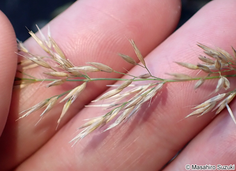 ノガリヤス Calamagrostis brachytricha