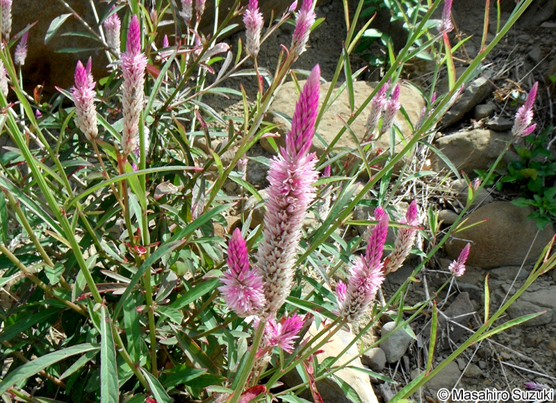ノゲイトウ Celosia argentea
