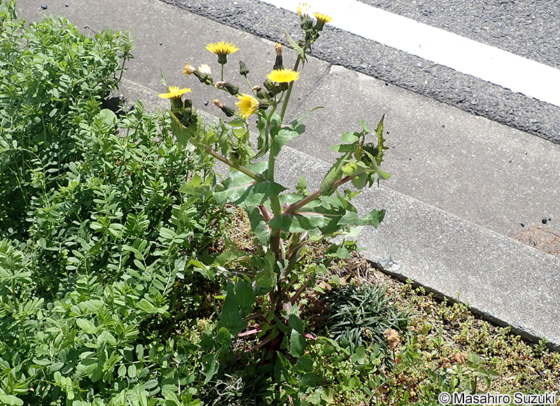 ノゲシ Sonchus oleraceus
