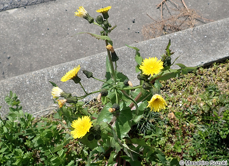 ノゲシ Sonchus oleraceus