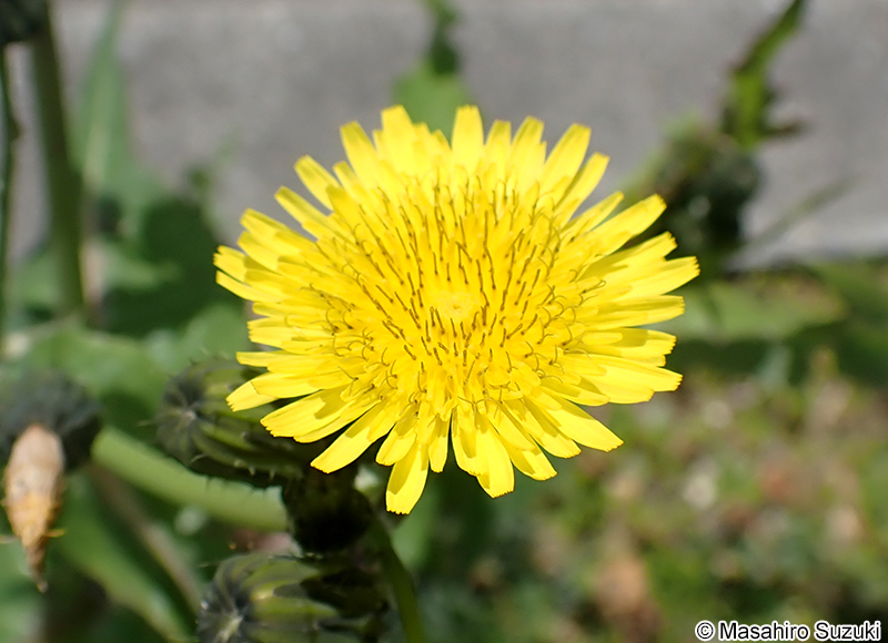 ノゲシ Sonchus oleraceus