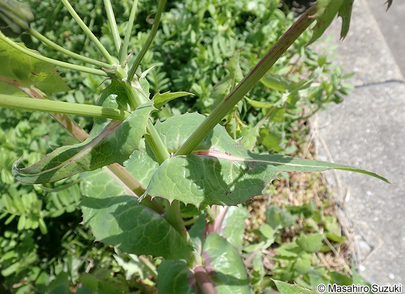 ノゲシ Sonchus oleraceus